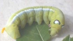 Hình 16 Ấu trùng Sphingidae Hình 17 Họ ngài sâu róm Lymantriidae Hình 18 Ấu trùng 34