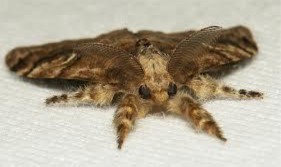 Hình 17 Họ ngài sâu róm Lymantriidae Hình 18 Ấu trùng Lymantriidae Hình 19 Họ Ngài 35