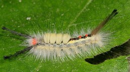 Hình 18 Ấu trùng Lymantriidae Hình 19 Họ Ngài sâu bao Psychidae Hình 20 Ấu trùng 36