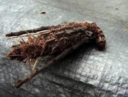 Hình 20 Ấu trùng Psychidae Hình 21 Họ Ngài sâu nái Limacodidae Hình 22 Ấu trùng 38