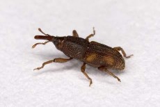 Hình 12 Họ vòi voi Curculionidae Hình 13 Họ bọ hung Scarabaeidae Hình 14 Ấu trùng họ 4