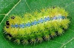 Hình 22 Ấu trùng Limacodidae Hình 23 Họ ngài đục gỗ Cossidae Hình 24 Ấu trùng 40