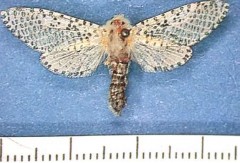 Hình 23 Họ ngài đục gỗ Cossidae Hình 24 Ấu trùng Cossidae Hình 25 Họ Ngài đục 41