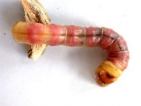 Hình 24 Ấu trùng Cossidae Hình 25 Họ Ngài đục lòn Gracillariidae Hình 26 Ấu trùng 42