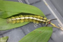 Hình 28 Ấu trùng Lasiocampidae Hình 29 Họ ngài đèn Arctiidae Hình 30 Ấu trùng 45