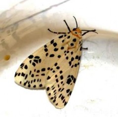 Hình 29 Họ ngài đèn Arctiidae Hình 30 Ấu trùng Arctidae Hình 31 Họ Ngài sâu tơ 46