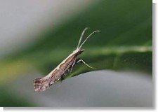 Hình 31 Họ Ngài sâu tơ Plutellidae Hình 32 Ấu trùng Plutellidae Hình 33 Họ Ngài 48