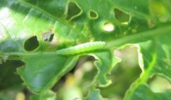 Hình 32 Ấu trùng Plutellidae Hình 33 Họ Ngài bướm bà Sartuniidae Hình 34 Ấu trùng 49