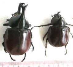 Hình 13 Họ bọ hung Scarabaeidae Hình 14 Ấu trùng họ xén tóc Hình 15 Dạng chân 5