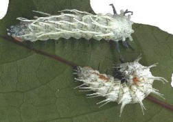 Hình 34 Ấu trùng Sartuniidae BỘ HAI CÁNH DIPTERA Hình 1 Họ ruồi đục lá Agromyzidae 51