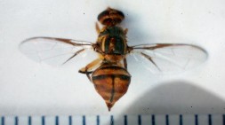 Hình 2 Họ ruồi đục trái Trypetidae Hình 3 Họ muỗi năng Cecidiomidae Hình 4 Họ 53