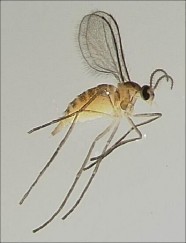 Hình 3 Họ muỗi năng Cecidiomidae Hình 4 Họ ruồi ký sinh Tachinidae Hình 5 Họ Mòng 54