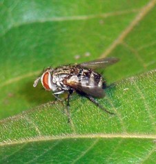 Hình 4 Họ ruồi ký sinh Tachinidae Hình 5 Họ Mòng ăn sâu Asilidae Hình 6 Họ ruồi 55