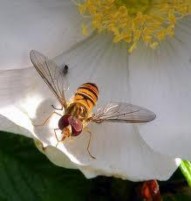 Hình 6 Họ ruồi ăn rầy Syrphidae Hình 7 Ấu trùng Syrphidae Hình 8 Ấu trùng 57
