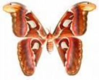 Hình 7 Ấu trùng Syrphidae Hình 8 Ấu trùng Cecidiomidae BỘ CÁNH TƠ THRIPIDAE Hình 1 58