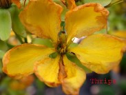 Hình 2 Triệu chứng gây hại của Thripidae Hình 3 Họ bù lạch vằn Aeolothripidae 61