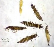 Hình 3 Họ bù lạch vằn Aeolothripidae Hình 4 Triệu chứng gây hại của 62