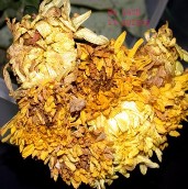 Hình 4 Triệu chứng gây hại của Aeolothripidae Hình 5 Họ bù lạch ống 63