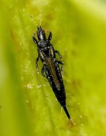 Hình 5 Họ bù lạch ống Phlaeolothripidae Hình 6 Triệu chứng gây hại của 64