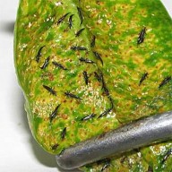 Hình 6 Triệu chứng gây hại của Phlaeolothripidae BỘ CÁNH NỬA CỨNG HEMIPTERA 65