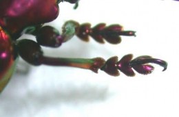 Hình 15 Dạng chân Cryptopantamere Hình 16 Ấu trùng họ bọ rùa BỘ CÁNH MÀNG 7