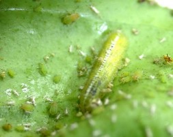 Hình 1 Họ bọ xít 5 cạnh Hình 2 Họ bọ xít hôi Alydidae Hình 3 Họ bọ xít đỏ 1