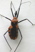 Hình 10 Họ bọ xít bắt mồi Reduviidae BỘ CÁNH ĐỀU HOMOPTERA Hình 1 Họ ve sầu 10