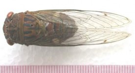 Hình 1 Họ ve sầu Cicadidae Hình 2 Họ rầy sừng Membracidae Hình 3 Họ ve sầu bọt 11