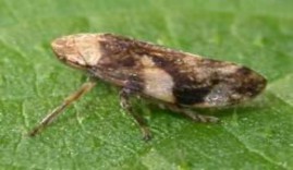 Hình 3 Họ ve sầu bọt Cercopidae Hình 4 Họ rầy bướm Flattidae Hình 5 Họ rầy lá 13