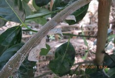 Hình 4 Họ rầy bướm Flattidae Hình 5 Họ rầy lá Jassidae Hình 6 Họ rầy lá 14