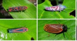 Hình 5 Họ rầy lá Jassidae Hình 6 Họ rầy lá Jassidae Hình 7 Họ rầy thaah 15