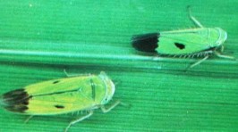 Hình 6 Họ rầy lá Jassidae Hình 7 Họ rầy thaah Delphacidae Hình 8 Họ rầy nhảy 16