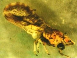 Hình 8 Họ rầy nhảy Psyllidae Hình 9 Họ rầy phấn trắng Aleyrodidae Hình 10 Họ 18