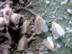 Hình 9 Họ rầy phấn trắng Aleyrodidae Hình 10 Họ rầy mềm Aphididae Hình 11 Họ 19