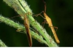 Hình 2 Họ bọ xít hôi Alydidae Hình 3 Họ bọ xít đỏ Pyrrocoridae Hình 4 Họ bọ 2