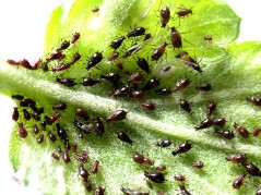 Hình 10 Họ rầy mềm Aphididae Hình 11 Họ rệp lớn Margarodidae Hình 12 Họ rệp sáp 20