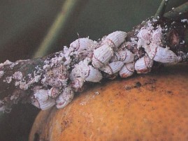 Hình 11 Họ rệp lớn Margarodidae Hình 12 Họ rệp sáp Coccidae Hình 13 Họ rệp dính 21