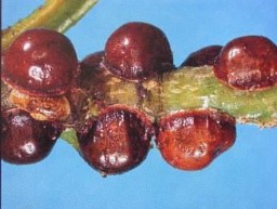 Hình 12 Họ rệp sáp Coccidae Hình 13 Họ rệp dính Diaspidae Hình 14 Họ rệp sáp 22