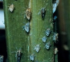 Sáp Coccidae Hình 13 Họ rệp dính Diaspidae Hình 14 Họ rệp sáp giả Pseudococcidae 24