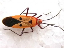 Hình 3 Họ bọ xít đỏ Pyrrocoridae Hình 4 Họ bọ xít Coreidae Hình 5 Họ bọ xít 3