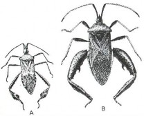 Hình 4 Họ bọ xít Coreidae Hình 5 Họ bọ xít Miridae Hình 6 Họ bọ xít dài 4