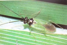 Hình 5 Họ bọ xít Miridae Hình 6 Họ bọ xít dài Lygaeidae Hình 7 Họ bọ xít mai 5