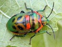 Hình 7 Họ bọ xít mai Scutelleridae Hình 8 Họ bọ xít lưới Hình 9 Họ bọ xít 7