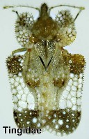 Hình 8 Họ bọ xít lưới Hình 9 Họ bọ xít tròn Coptosomatidae Hình 10 Họ bọ xít 8