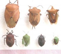 Hình 9 Họ bọ xít tròn Coptosomatidae Hình 10 Họ bọ xít bắt mồi Reduviidae BỘ 9