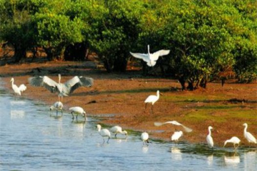 Cò thìa đã bắt đầu xuất hiện tại VQG Xuân Thủy Đoàn chuyên gia đang khảo 3