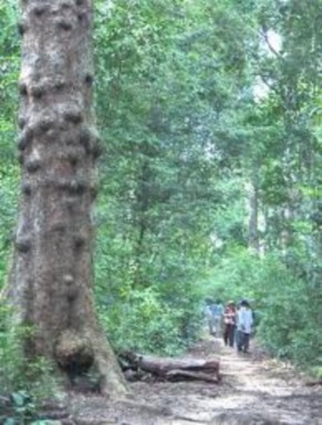 Vườn sưu tập cây gỗ rừng Tắm bùn và luộc trứng ở suối nước nóng Bình 1