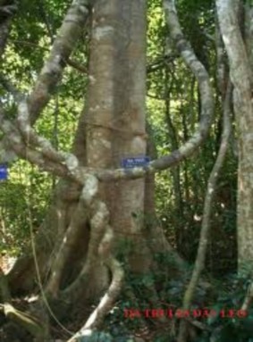 Vườn sưu tập cây gỗ rừng Tắm bùn và luộc trứng ở suối nước nóng Bình 2