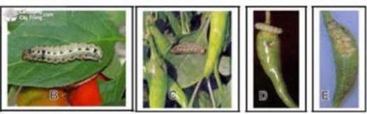 Hình 5 2 Sâu khoang gây hại trên ớt Biện pháp phòng trừ – Dọn vườn sạch sẽ 1