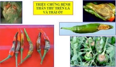Hình 5 3 Bệnh thán thư trên ớt Giai đoạn nhiễm bệnh thường gây hại trên trái 2